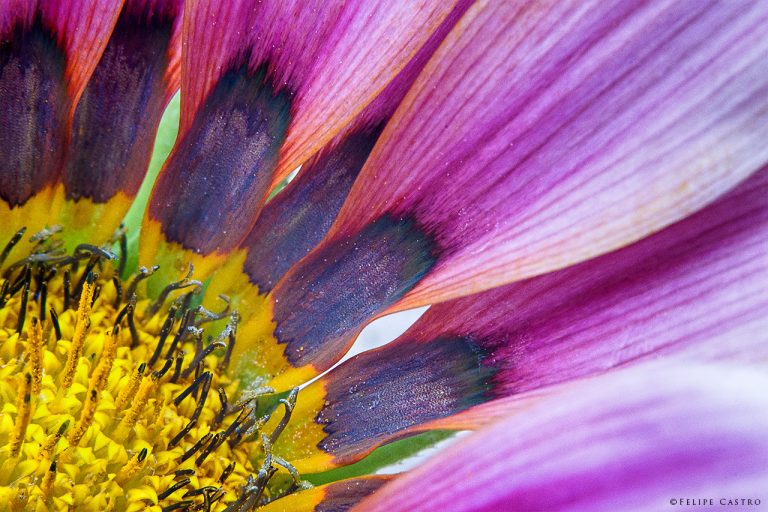 Invierta su lente para hacer fotografías macro